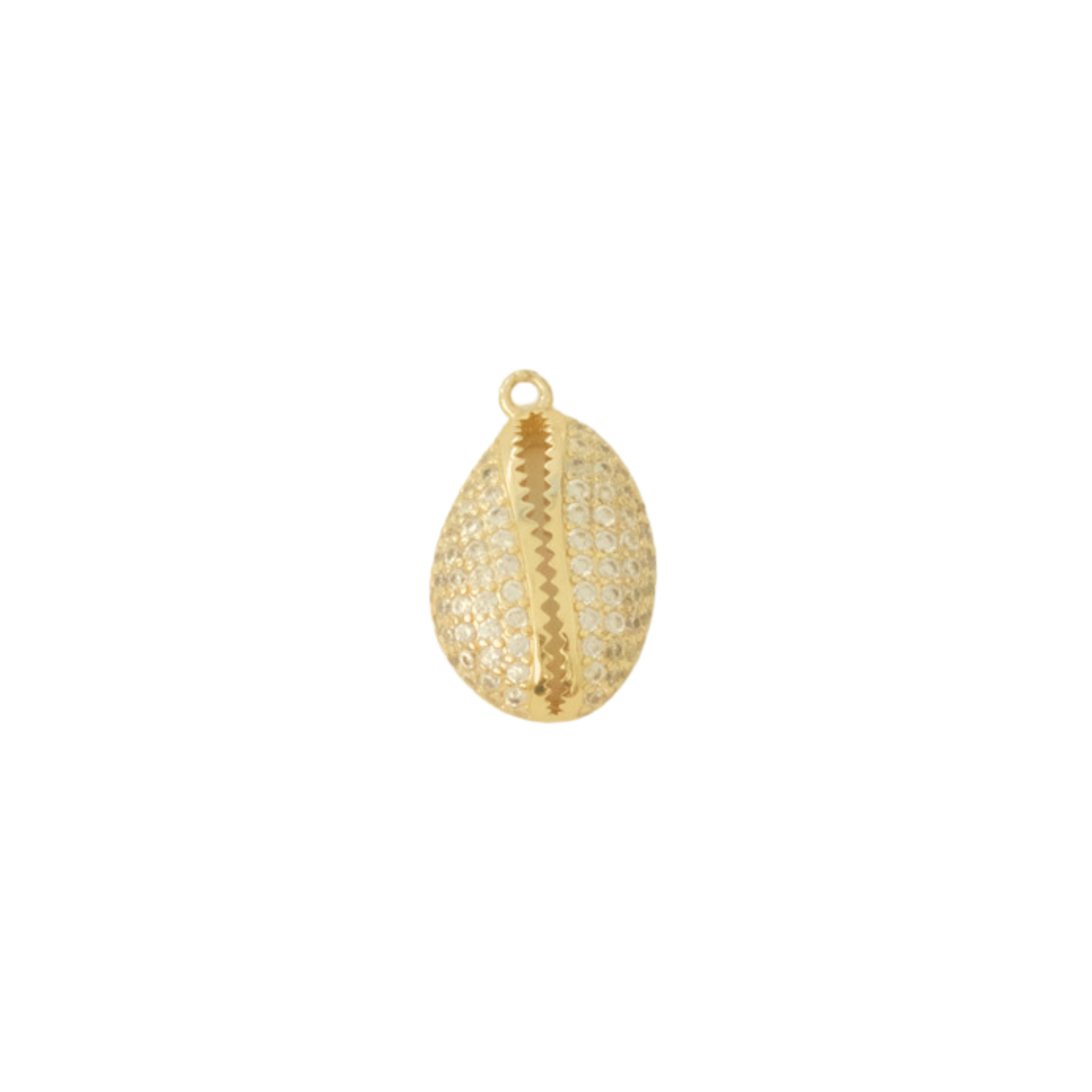 Jewel Cowrie Shell