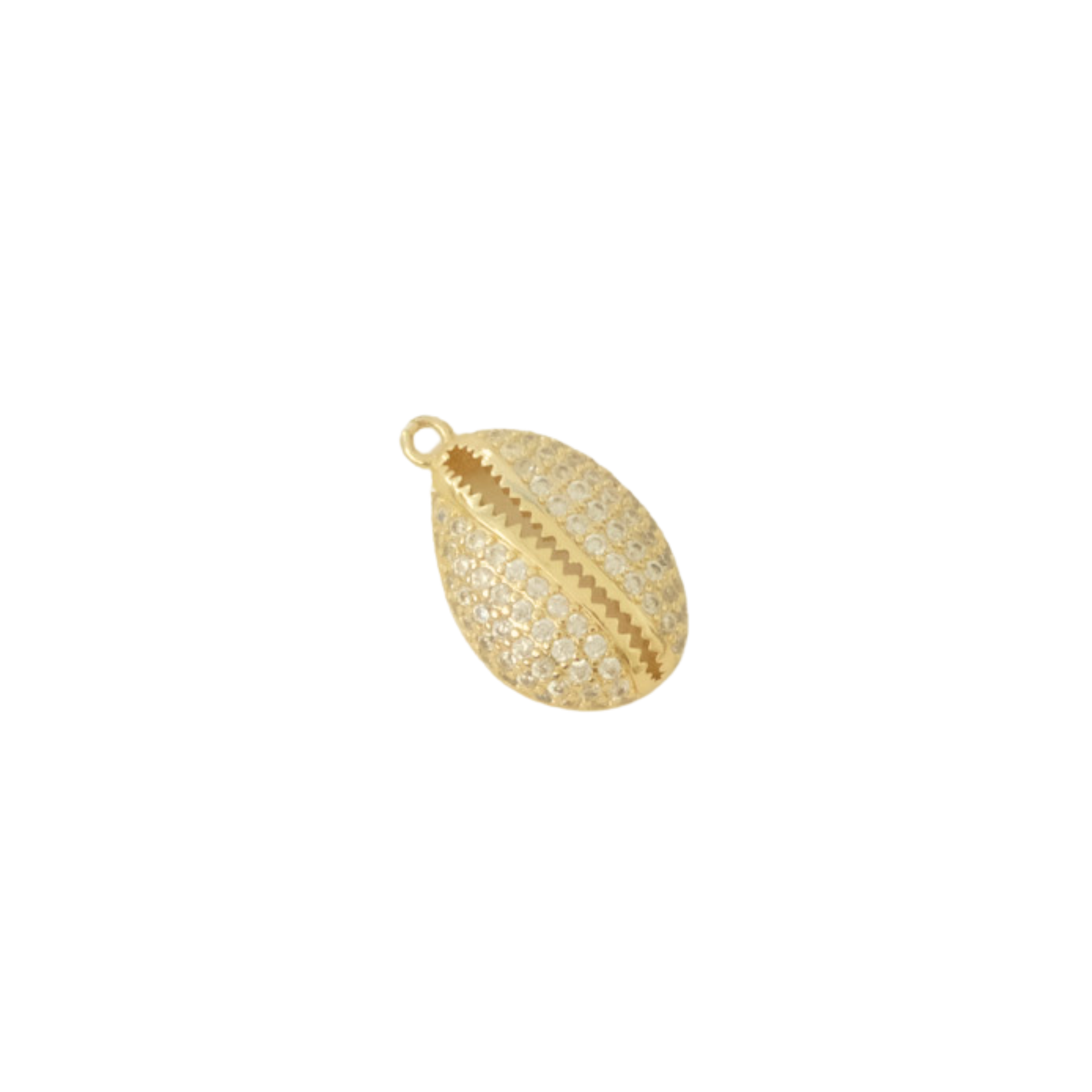 Jewel Cowrie Shell